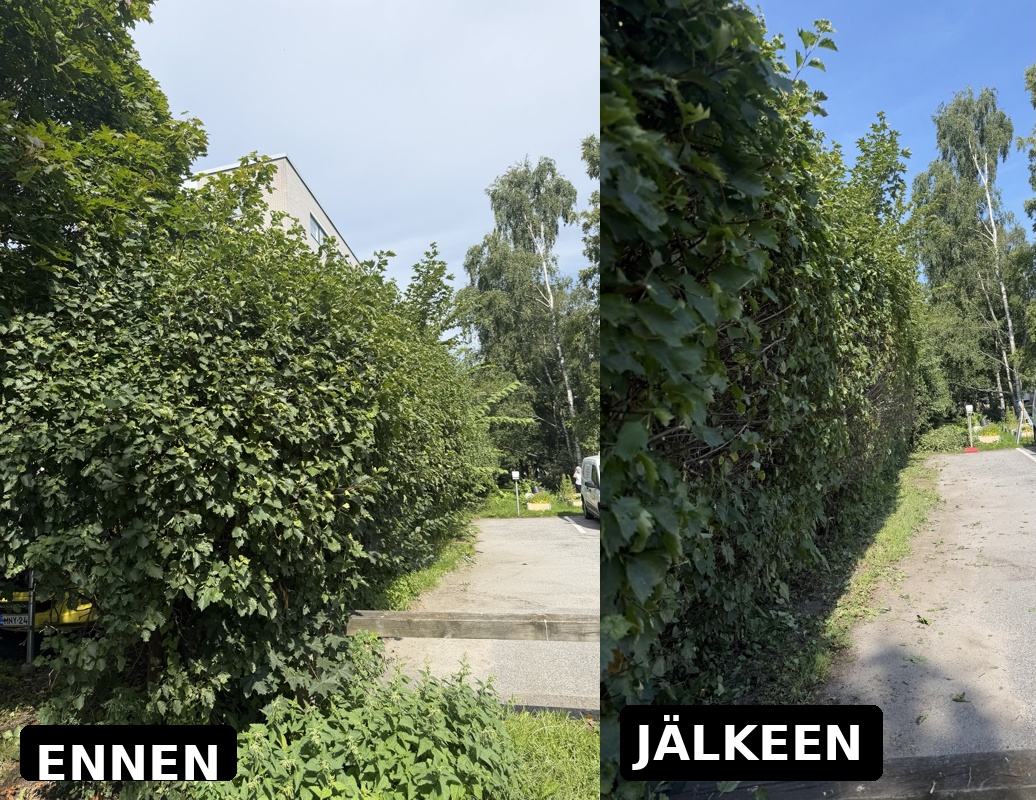 Pensasaidan leikkaus ennen ja jälkeen: rehevä pensasaita siistiksi leikattuna kävelytien varrella
