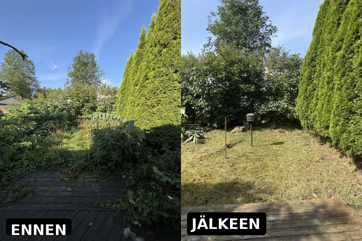 Pihan pensaikon ja rikkaruohojen raivaus ennen ja jälkeen: siisti nurmikko koivun ja tuijojen välissä