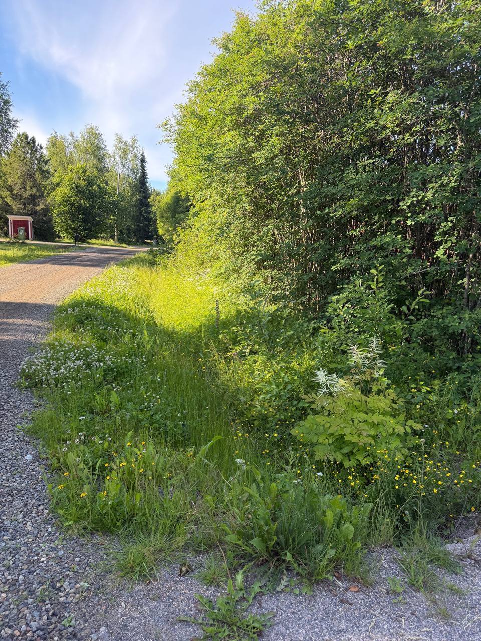Pitkäksi kasvanut piennar ja rikkaruohot yksityistien varrella ennen niittoa Espoossa