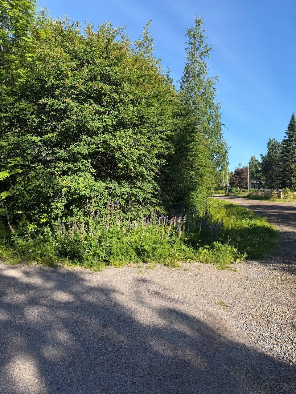 Villiintynyt pensaikko ja niittykasvillisuus tienristeyksen kulmalla ennen raivausta Espoossa